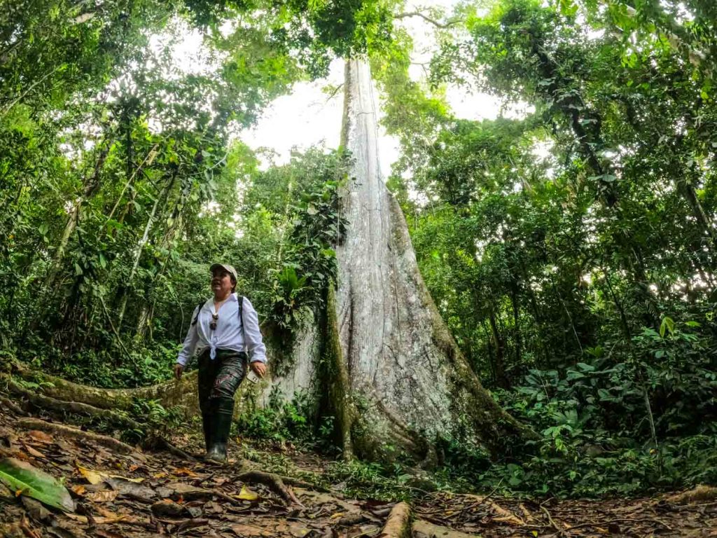 Ceiba tree Manu National Park