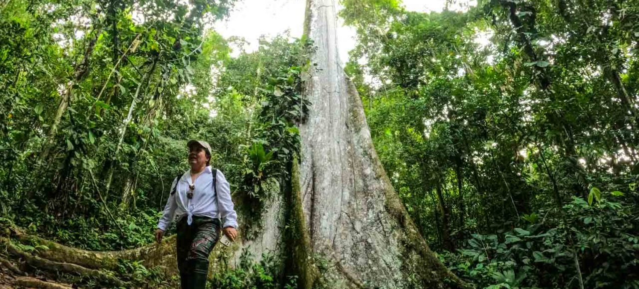 Ceiba tree Manu National Park