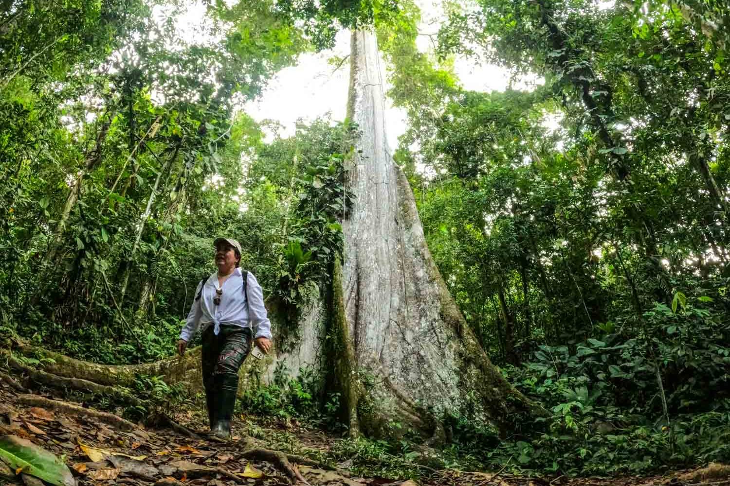 Ceiba tree Manu National Park