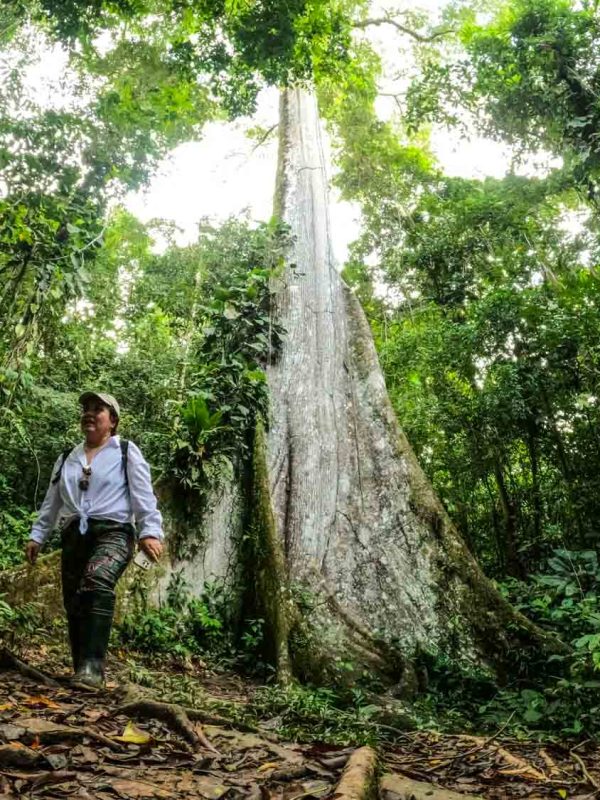 Ceiba tree Manu National Park