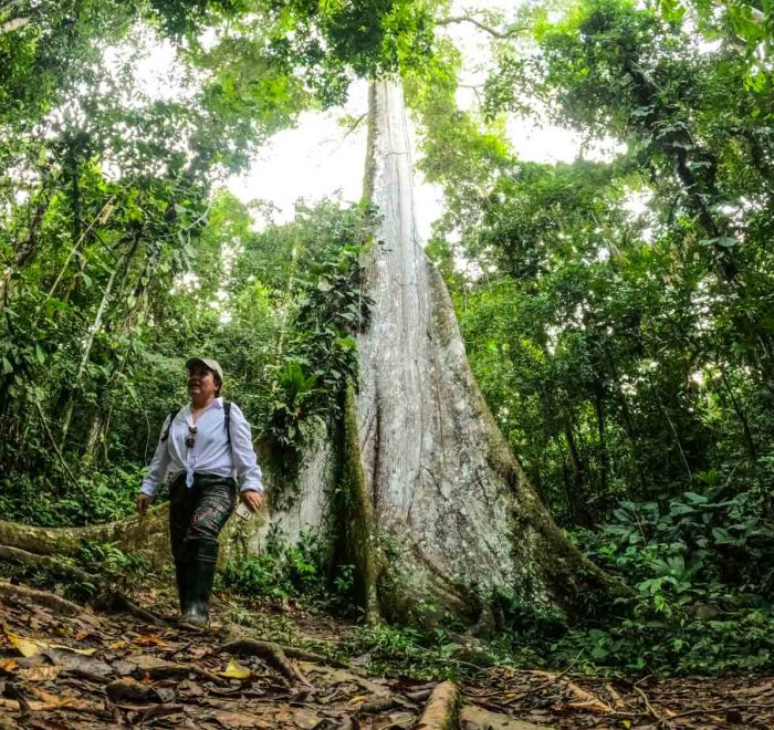 Ceiba tree Manu National Park