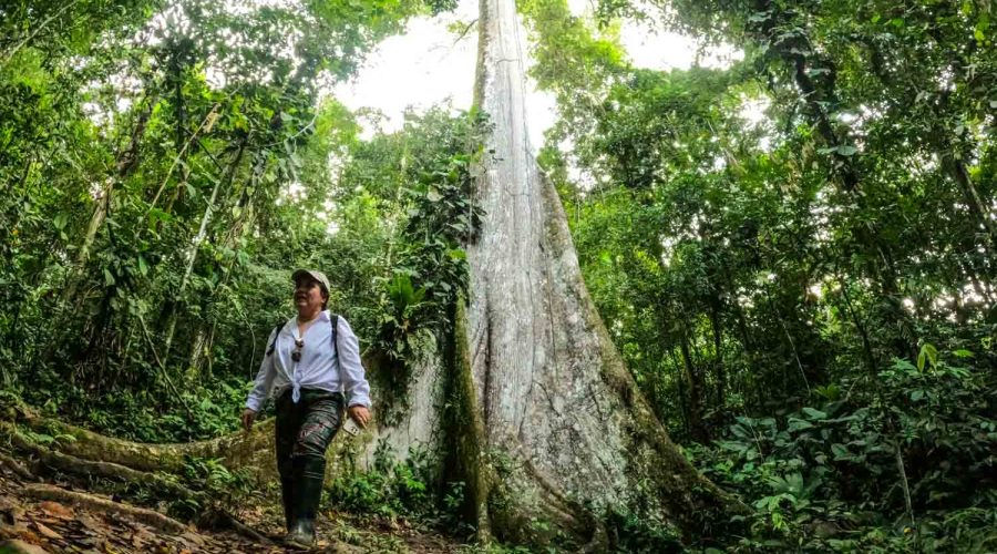 Ceiba tree Manu National Park