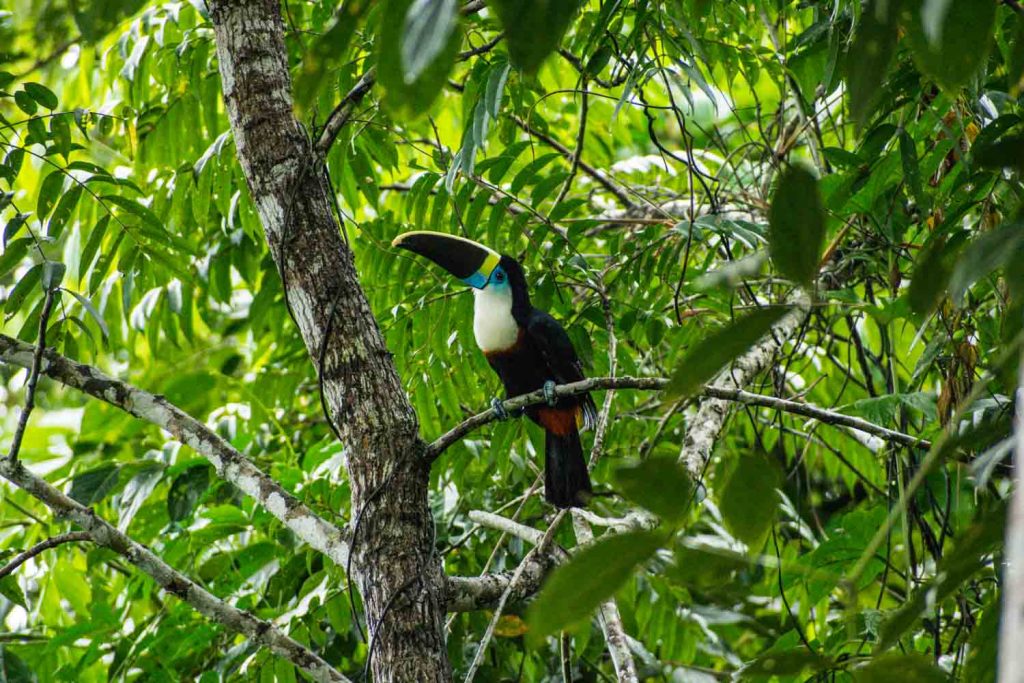 White-throated Toucan White-throated Toucan