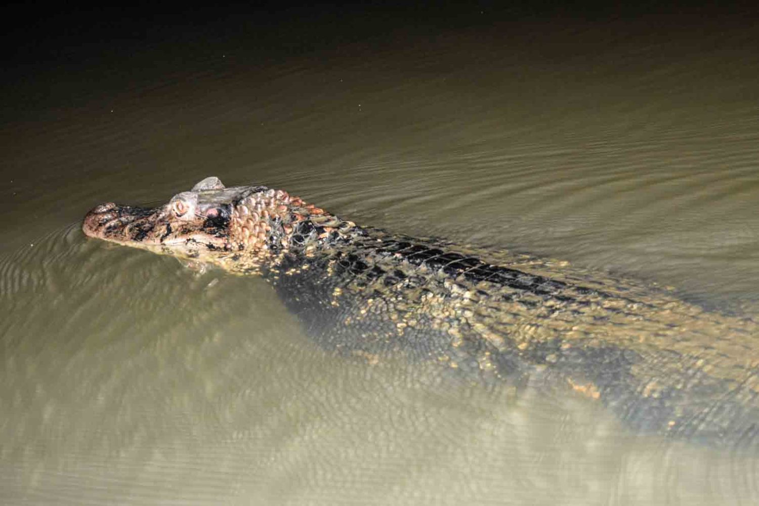 Black Caiman in Tambopata