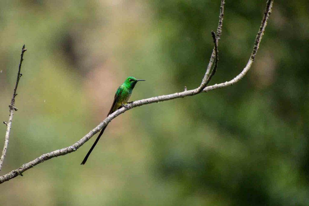 Green-tailed Trainbearer Green-tailed Trainbearer