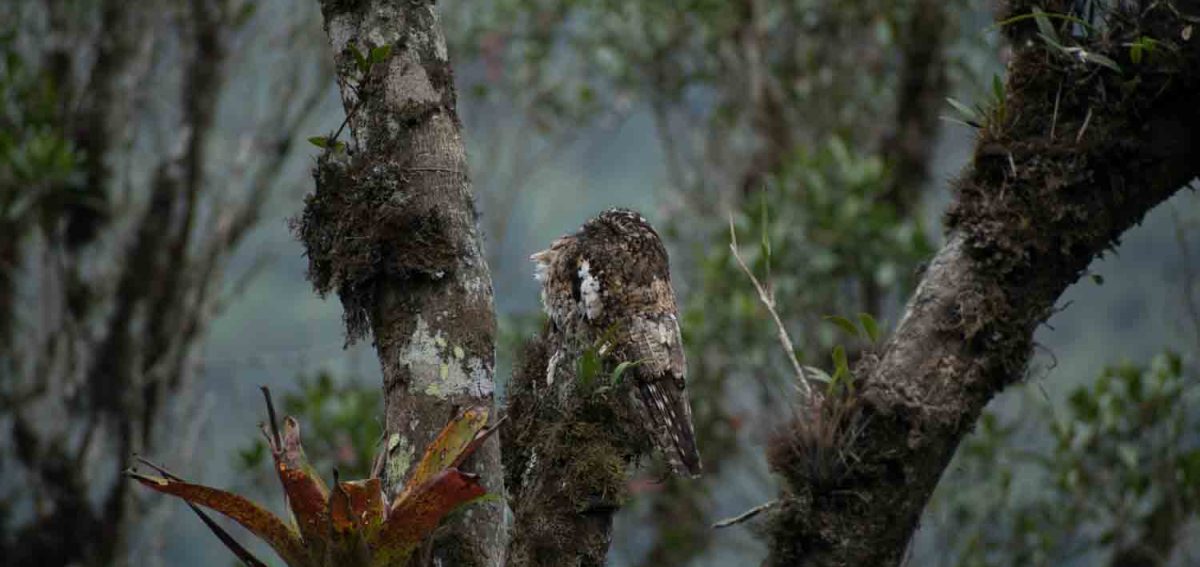 Andean Potto