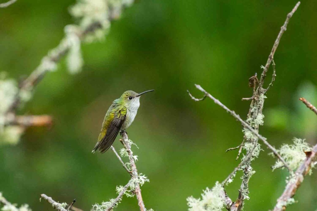 Green-and-white Hummingbird