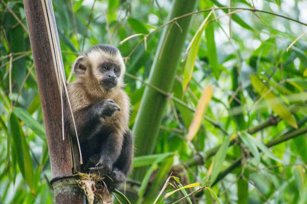 Capuchin Monkey Manu National Park