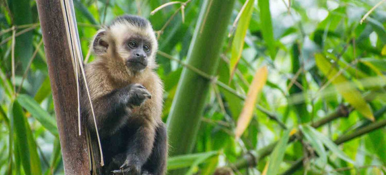 Capuchin Monkey Manu National Park