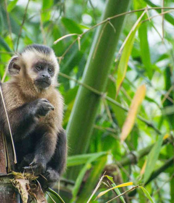 Capuchin Monkey Manu National Park