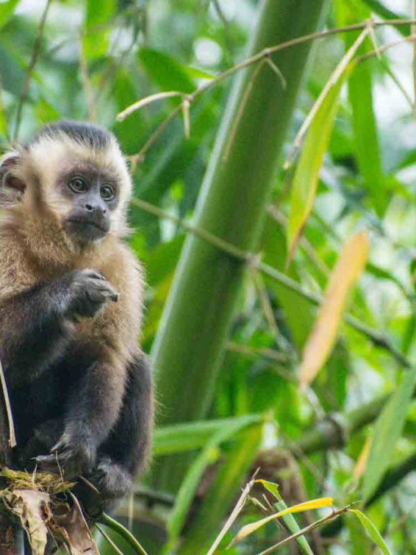 Capuchin Monkey Manu National Park