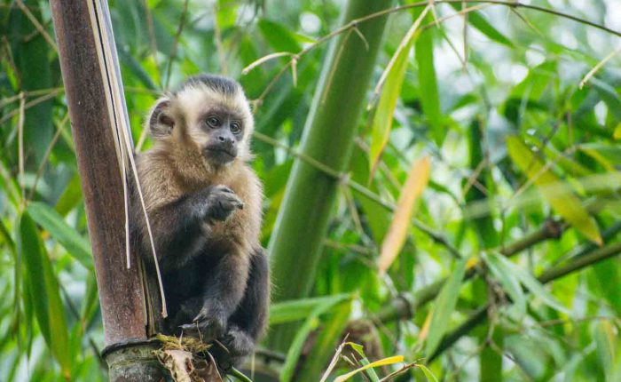 Capuchin Monkey Manu National Park