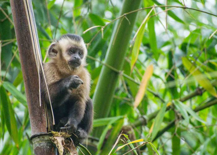 Capuchin Monkey Manu National Park