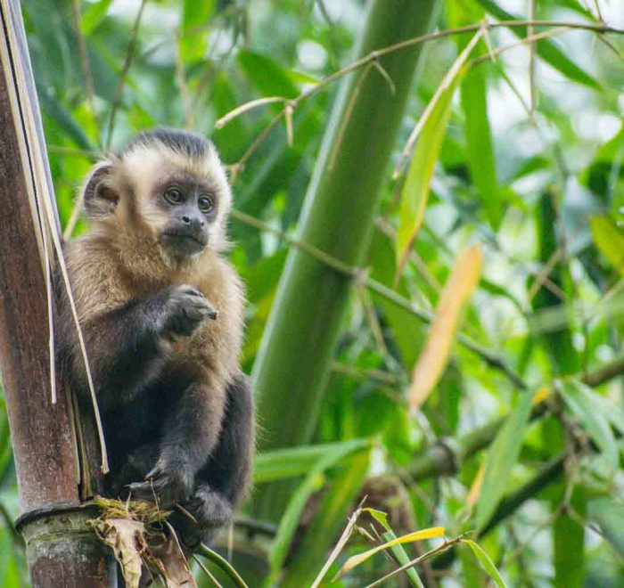 Capuchin Monkey Manu National Park