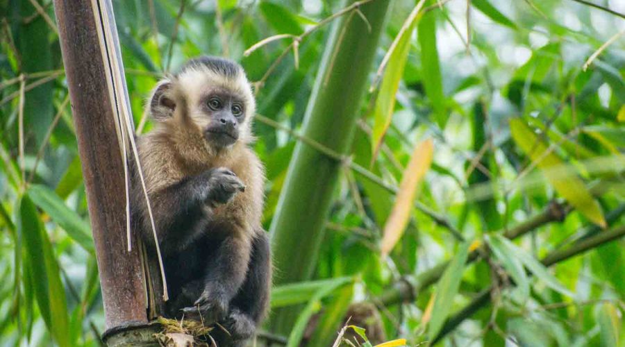 Capuchin Monkey Manu National Park