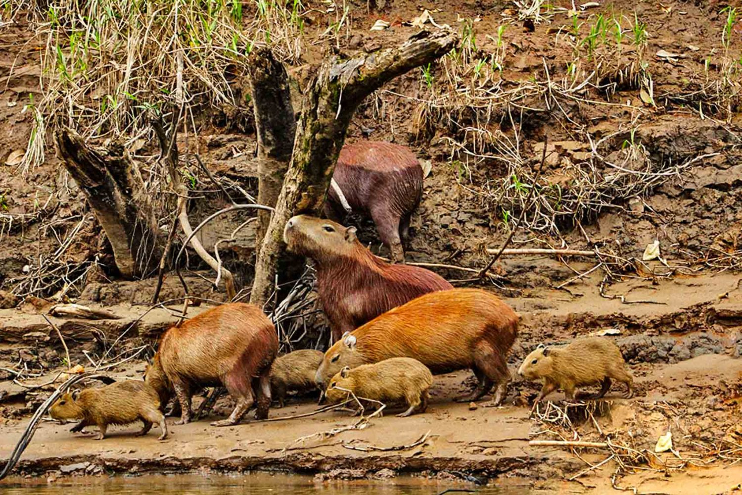 Capibaras in Tambopata