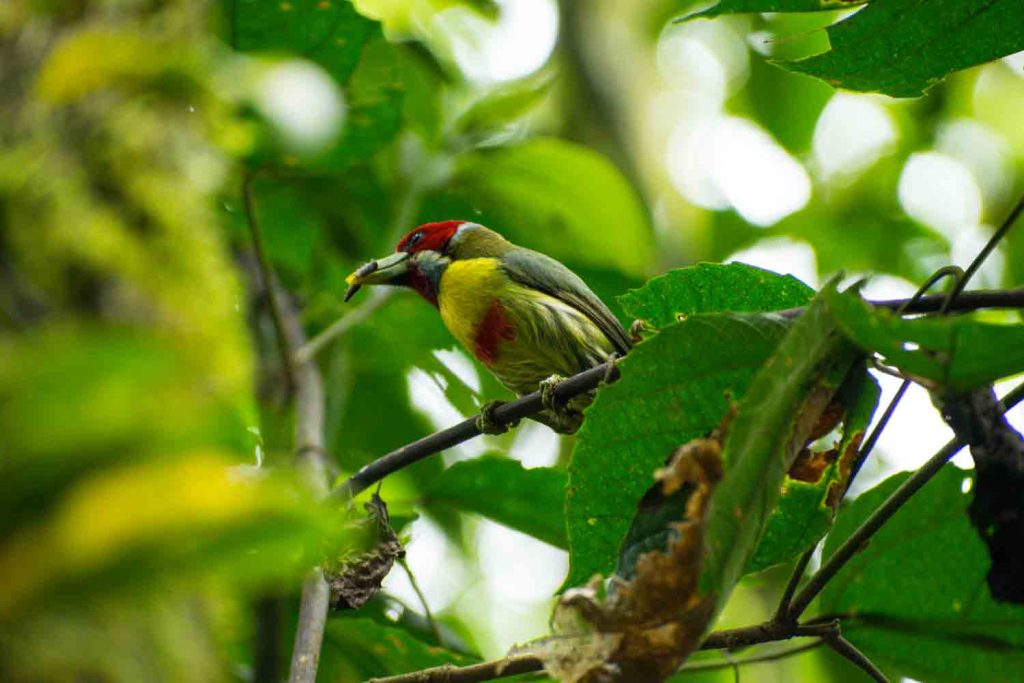 Versicolored Barbet Versicolored Barbet