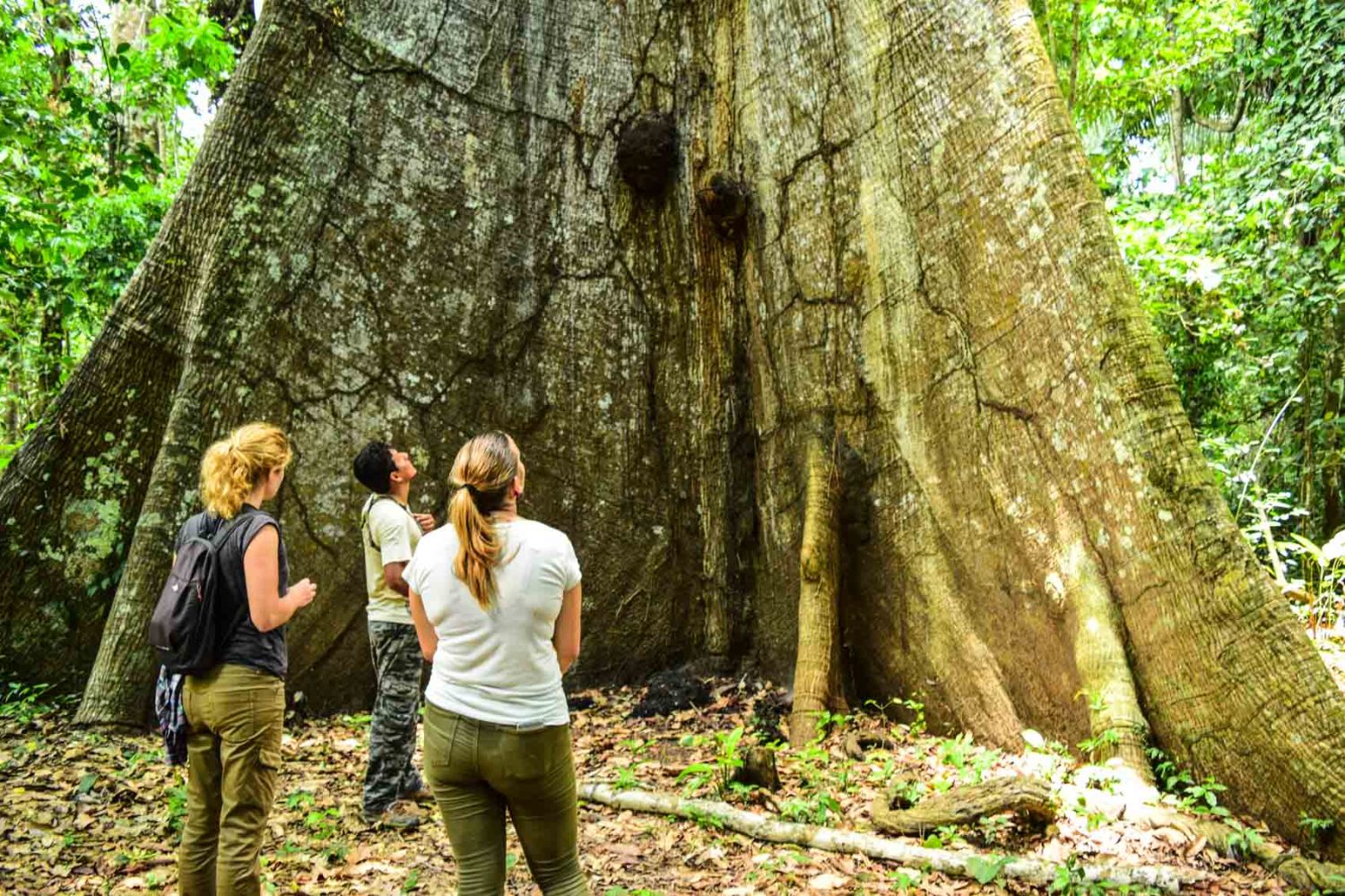 Tambopata Ceiba Tree