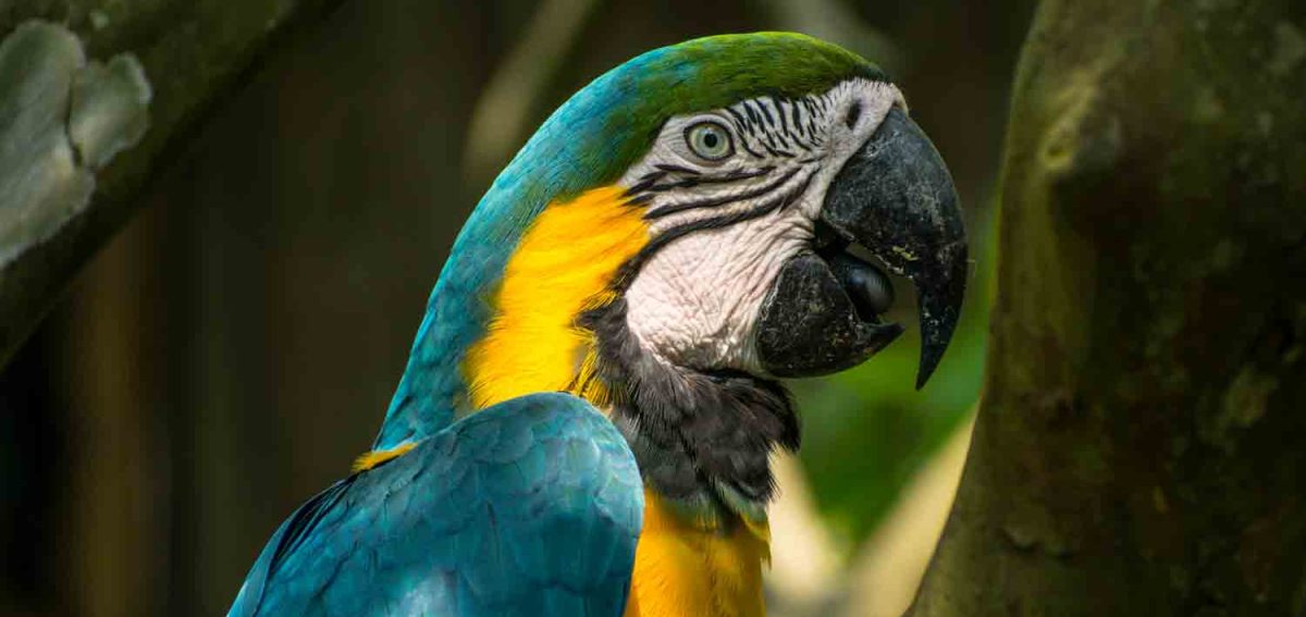 Blue-and-yellow-macaw-manu-national park