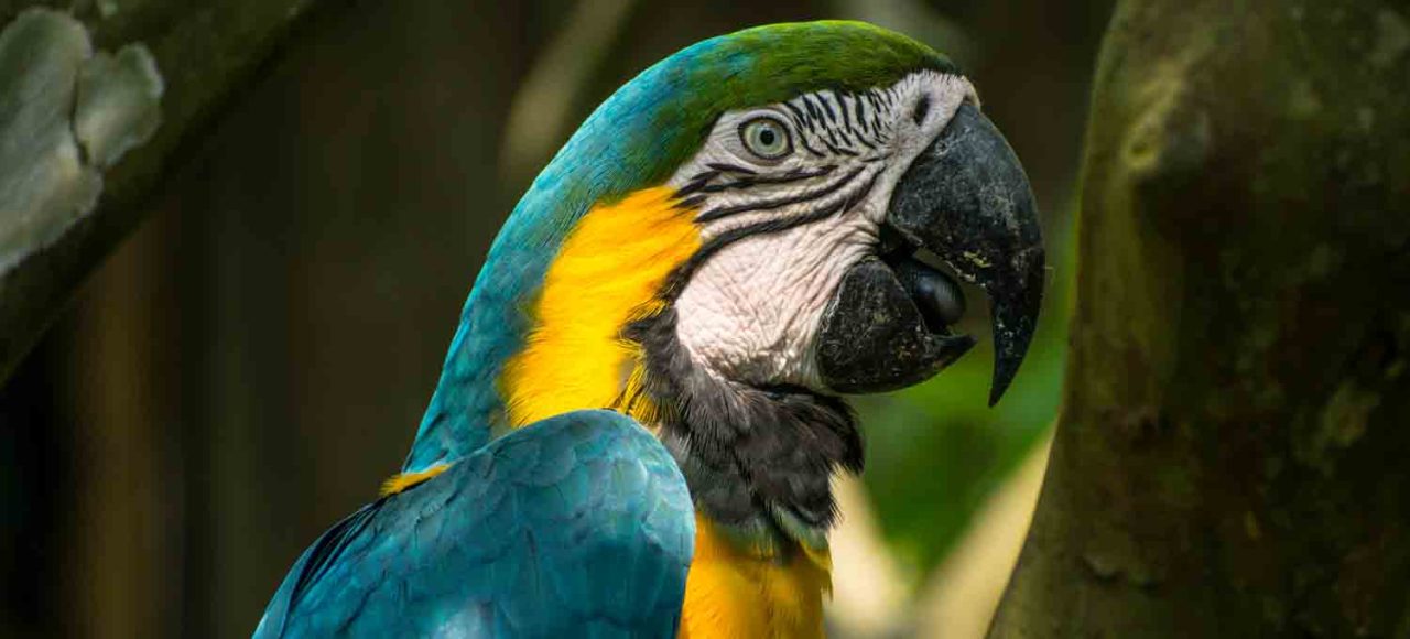 Blue-and-yellow-macaw-manu-national park