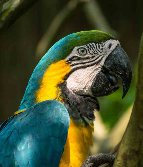 Blue-and-yellow-macaw-manu-national park