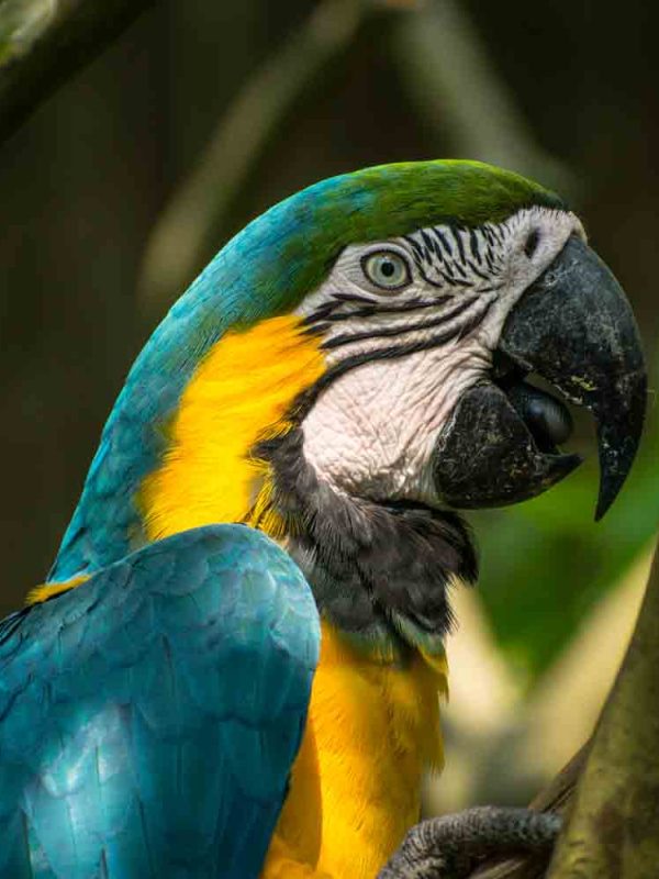 Blue-and-yellow-macaw-manu-national park