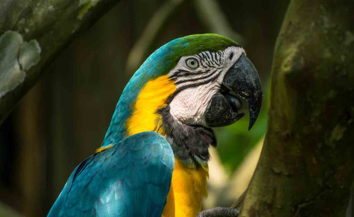 Blue-and-yellow-macaw-manu-national park