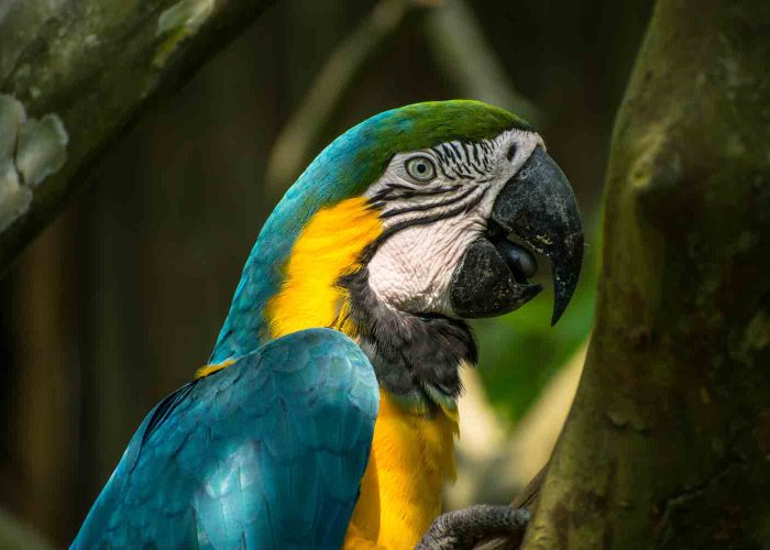 Blue-and-yellow-macaw-manu-national park