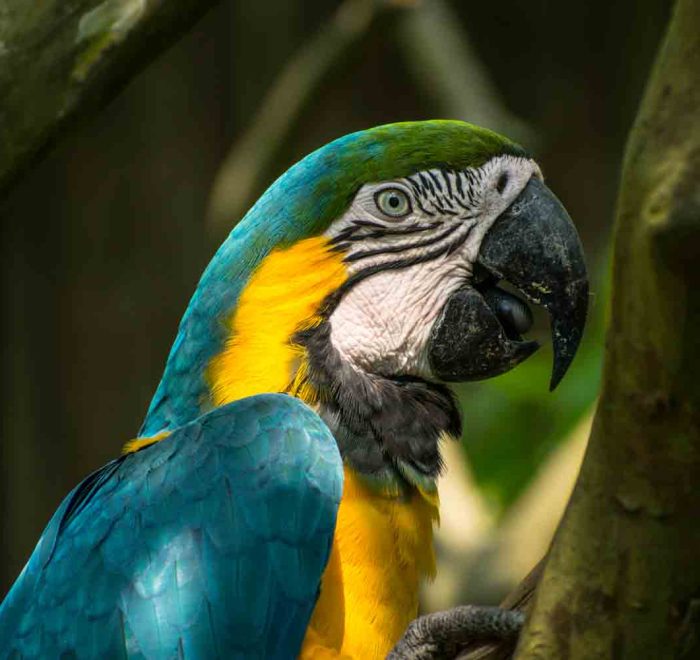 Blue-and-yellow-macaw-manu-national park