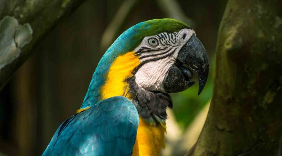 Blue-and-yellow-macaw-manu-national park