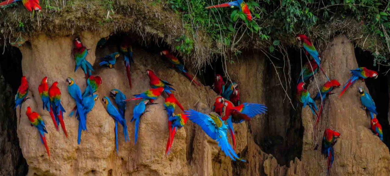 Chuncho Macaw Clay Lick