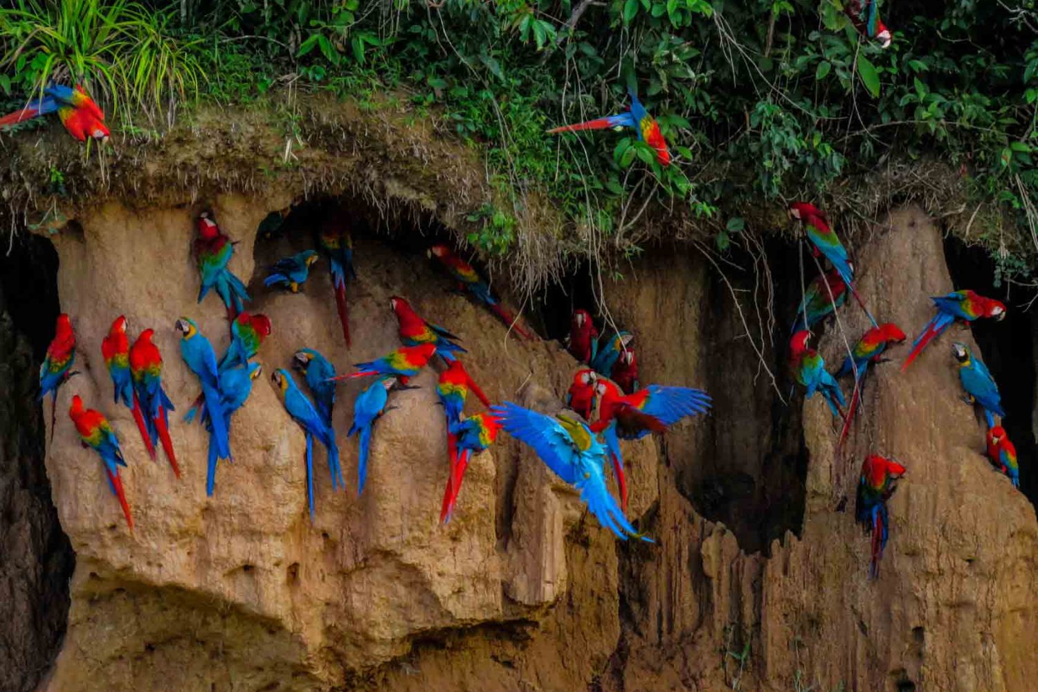 Chuncho Macaw Clay Lick