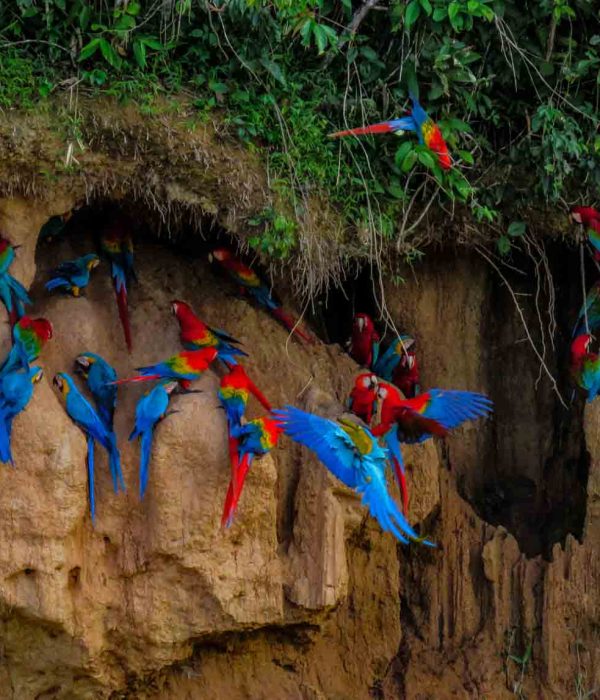 Chuncho Macaw Clay Lick