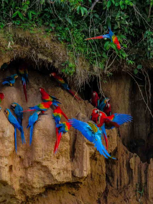 Chuncho Macaw Clay Lick