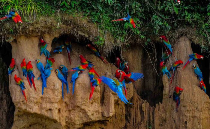 Chuncho Macaw Clay Lick