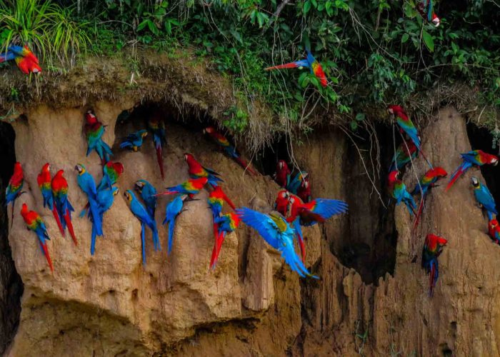 Chuncho Macaw Clay Lick