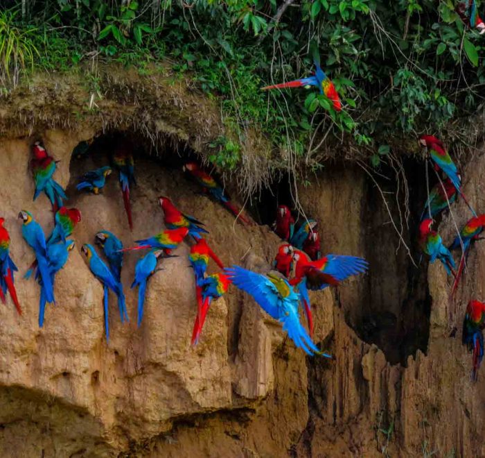 Chuncho Macaw Clay Lick