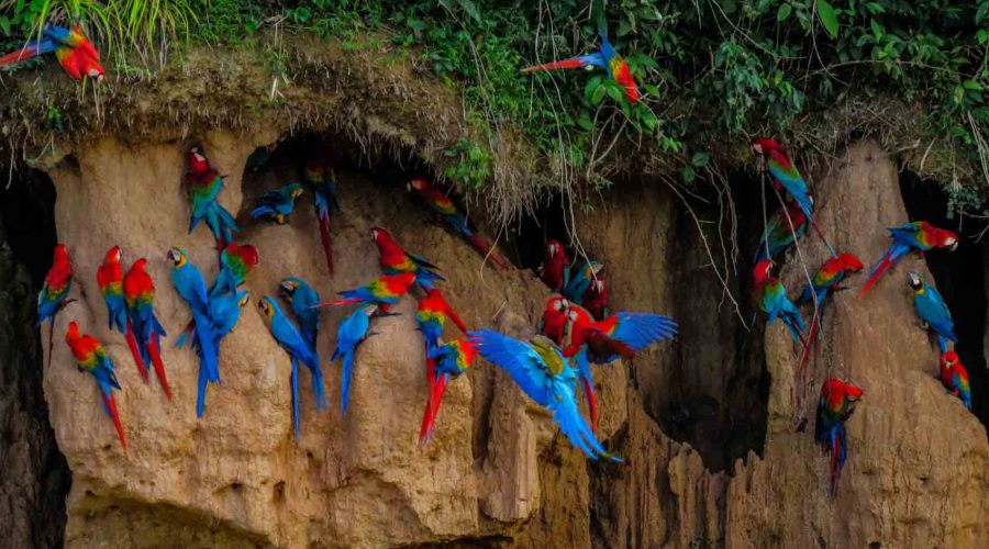 Chuncho Macaw Clay Lick