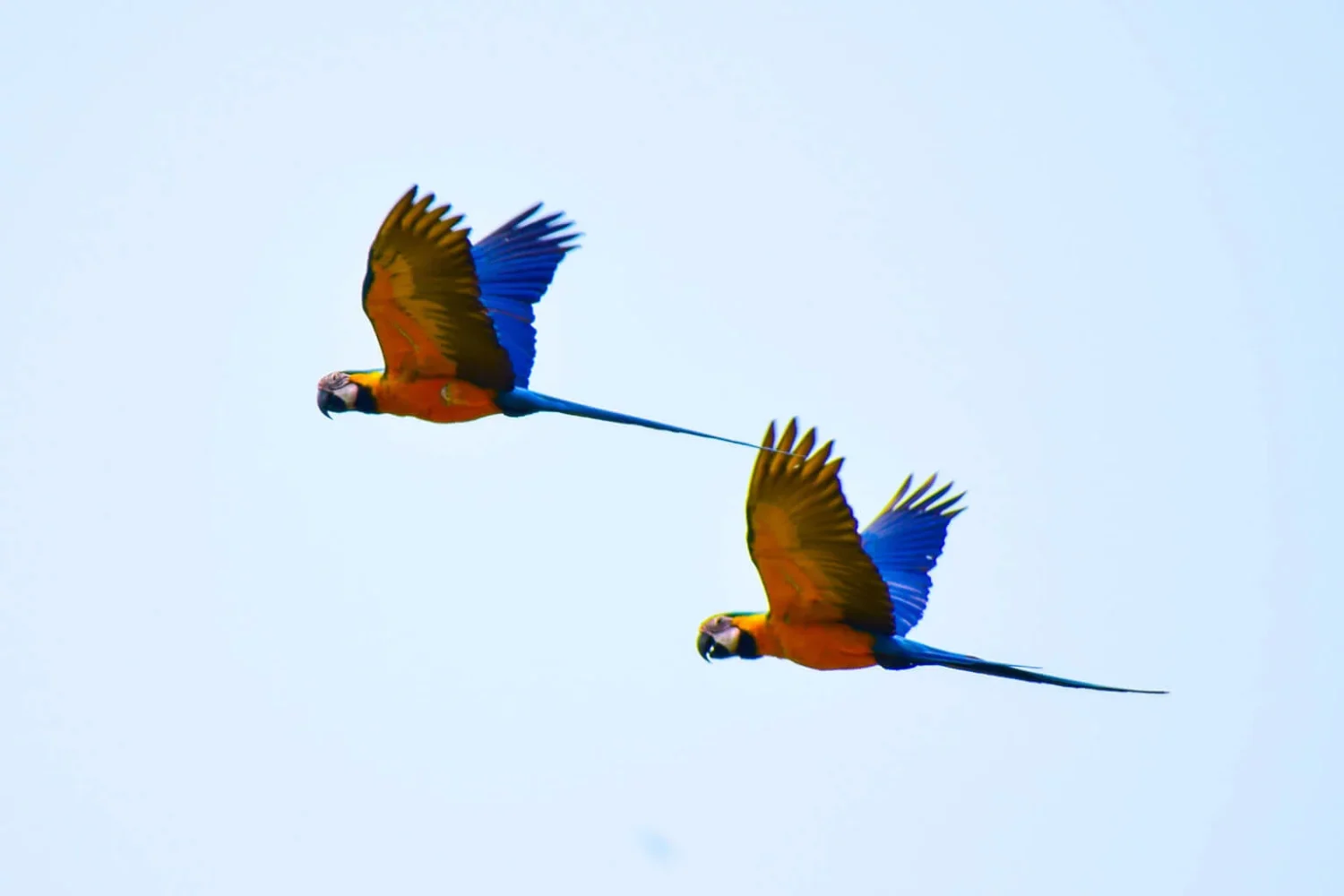 Blue-and-yellow Macaw