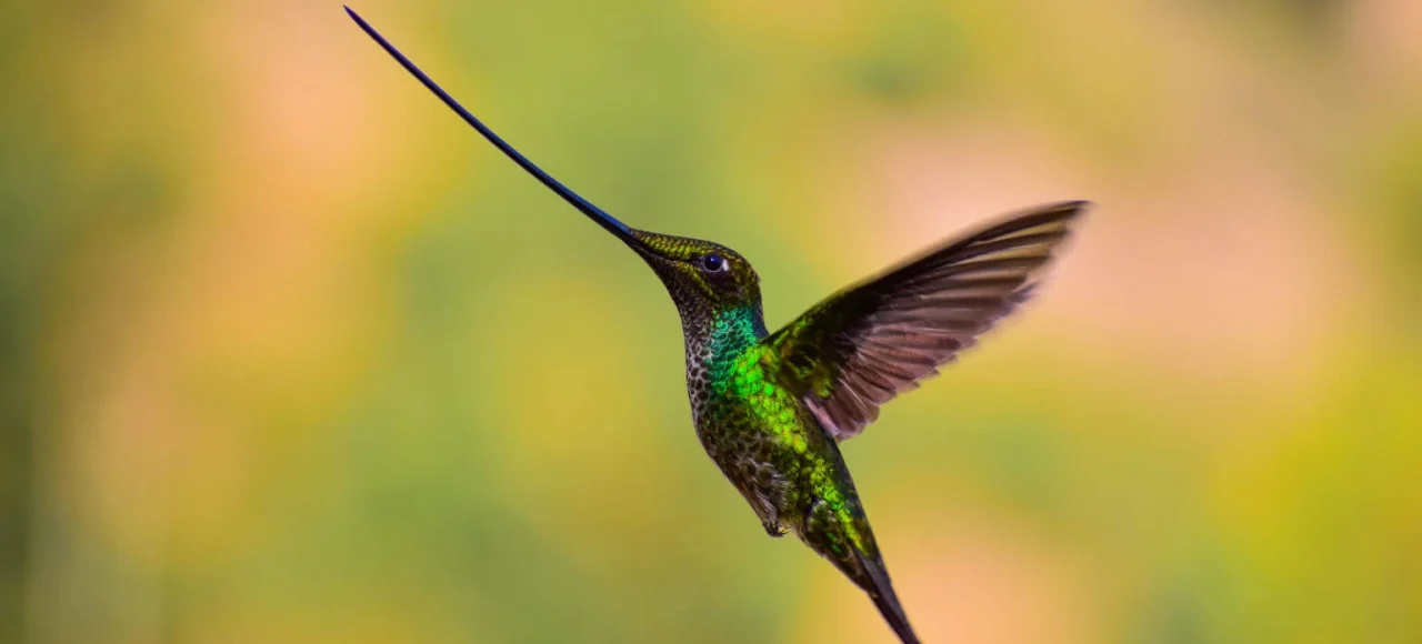 Sword Billed Hummingbird