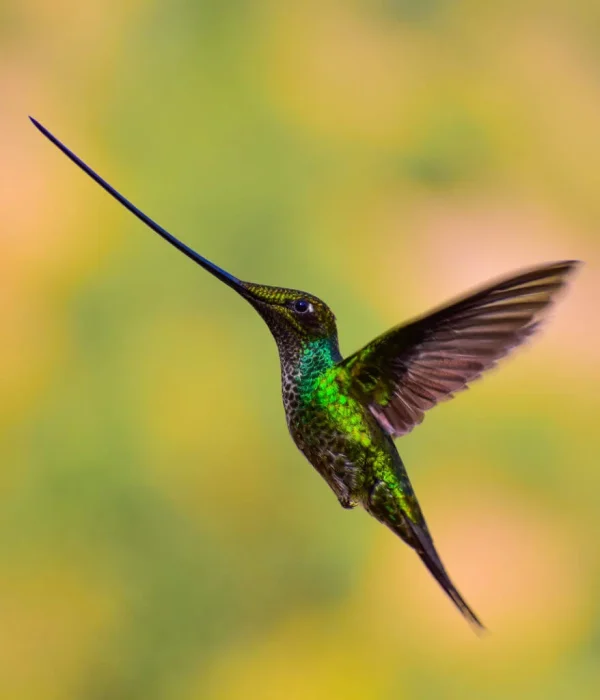 Sword Billed Hummingbird