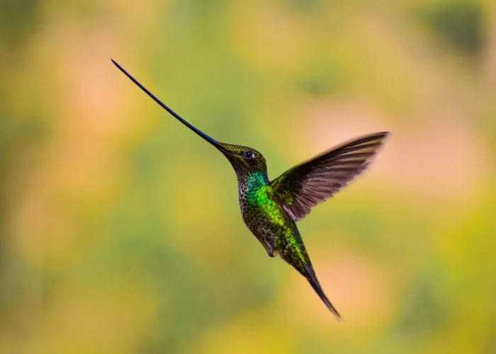 Sword Billed Hummingbird