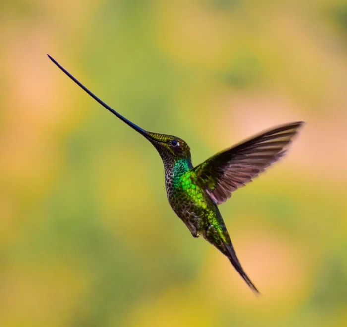 Sword Billed Hummingbird