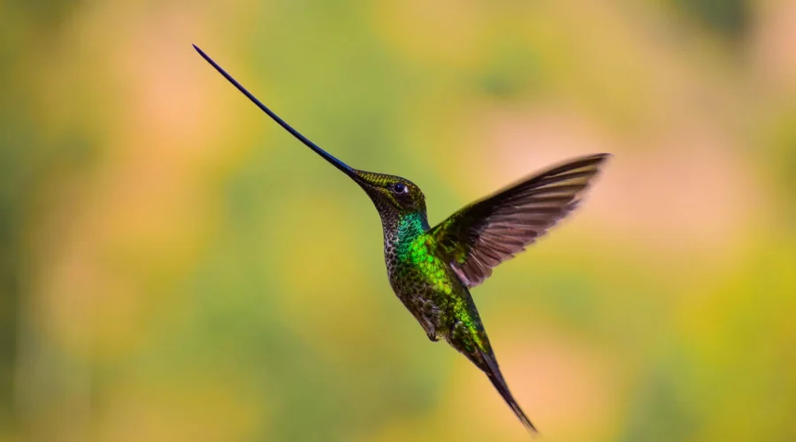 Sword Billed Hummingbird