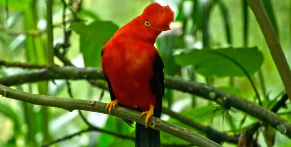 andean cock of the rock