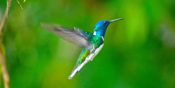 White-necked-jacobin-birding-tour-585x295