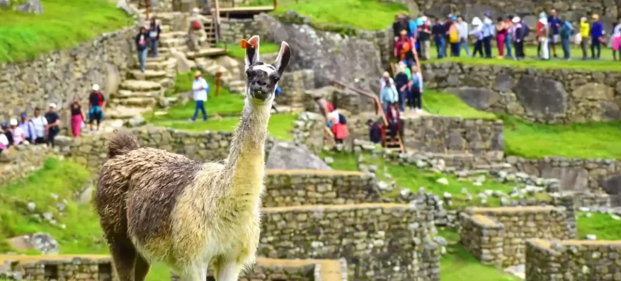 llama-in-machu-picchu