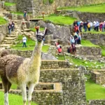 llama-in-machu-picchu