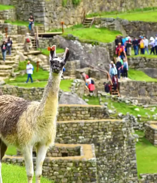 llama-in-machu-picchu