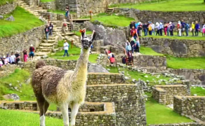 llama-in-machu-picchu